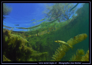 Little Pike Fish on the Hunt... in the cristal clear wate... by Michel Lonfat 